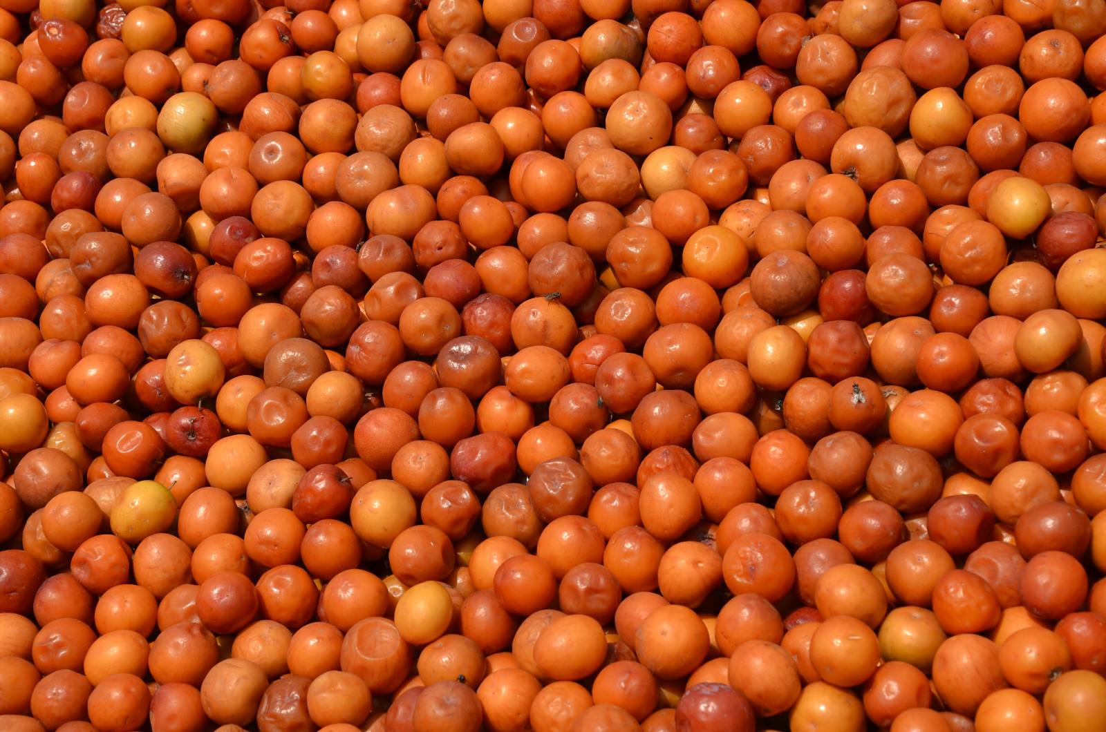 Nutritious Ber Fruit