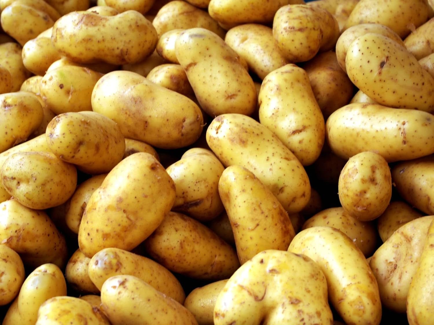 Premium Potatoes